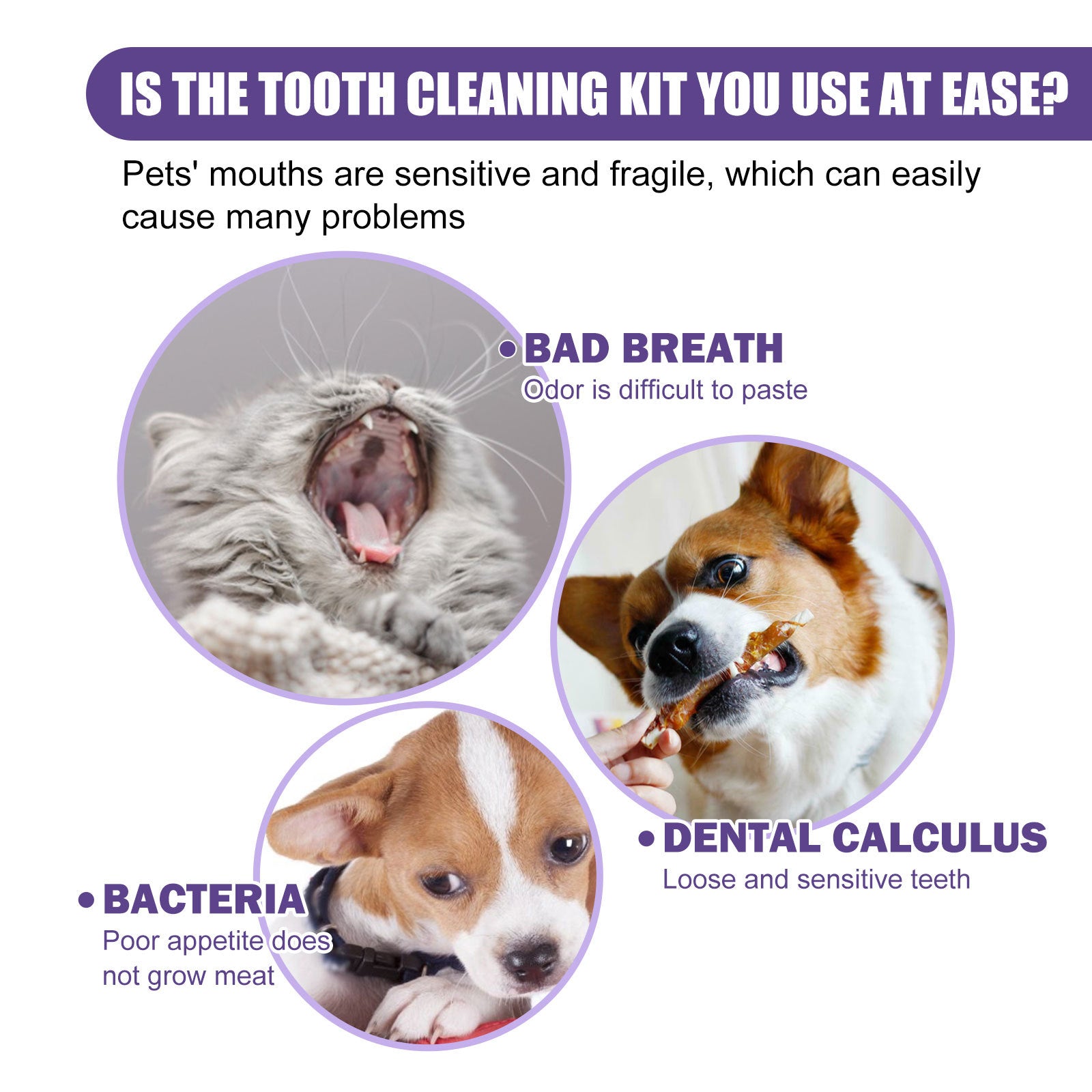 Problemi dentali animali